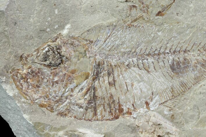 Cretaceous Fossil Fish (Armigatus) - Lebanon #77121